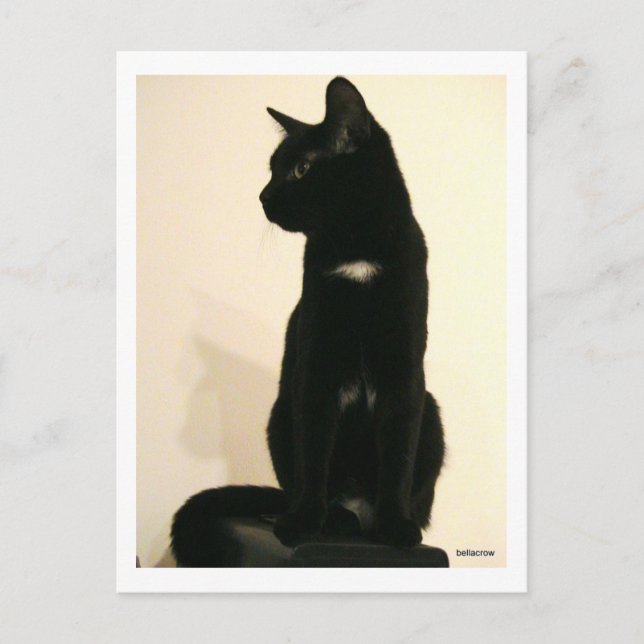 Cartão Postal gato negro sentado (Frente)