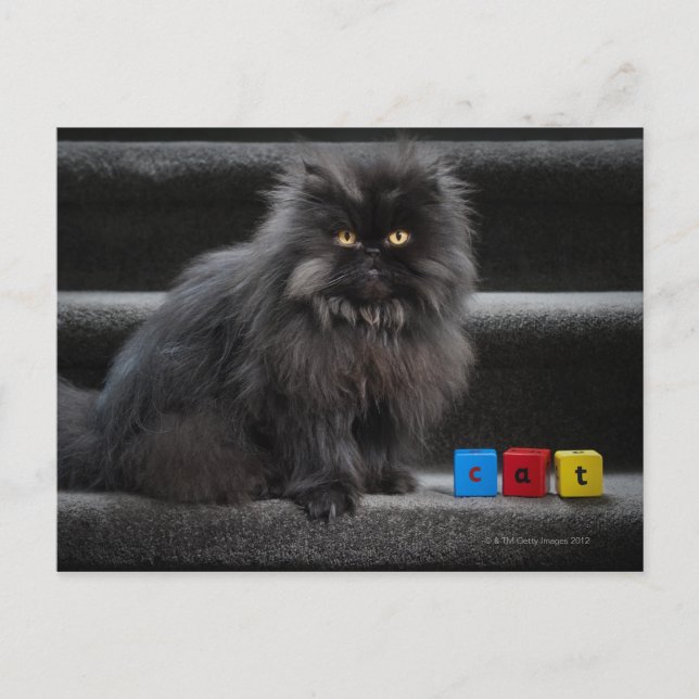 Cartão Postal Gato negro sentado nas escadas por blocos de const (Frente)