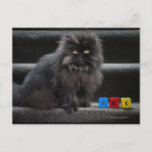 Cartão Postal Gato negro sentado nas escadas por blocos de const