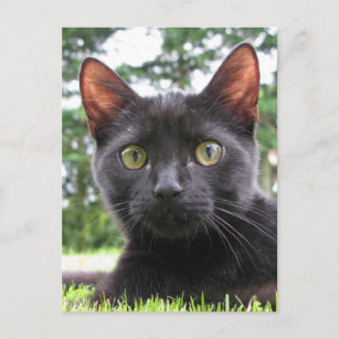 Cartão Postal Gato Negro Sortudo