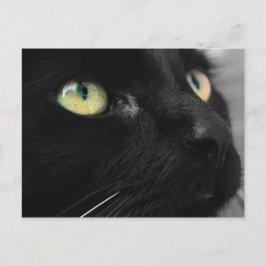 Cartão Postal Gato Negro Sortudo