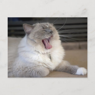 Cartão Postal gato Neva Masquerade bocejando