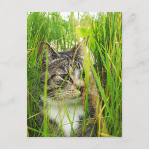Cartão Postal Gato no Cartão-postal da Grass