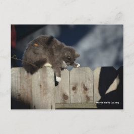 Cartão Postal Gato no Fence (9)