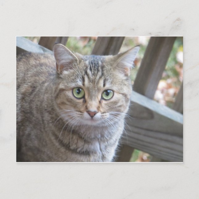 Cartão Postal Gato Olhado Verde (Frente)
