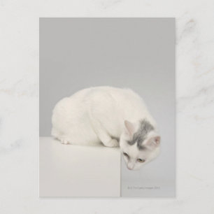 Cartão Postal Gato olhando sobre uma borda