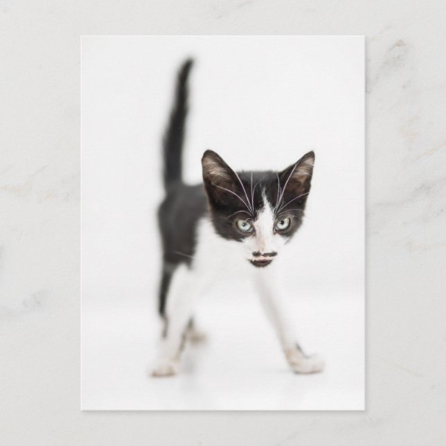 Cartão Postal Gato Pequeno (Frente)