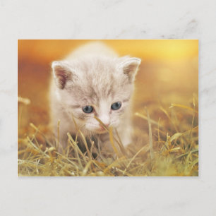 Cartão Postal Gato Pequeno Doce