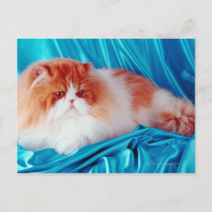 Cartão Postal Gato persa