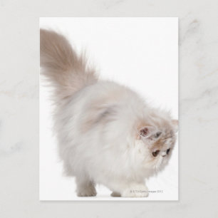 Cartão Postal Gato persa (3 meses de idade)