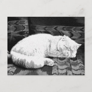 Cartão Postal Gato Persa Branco Dormindo