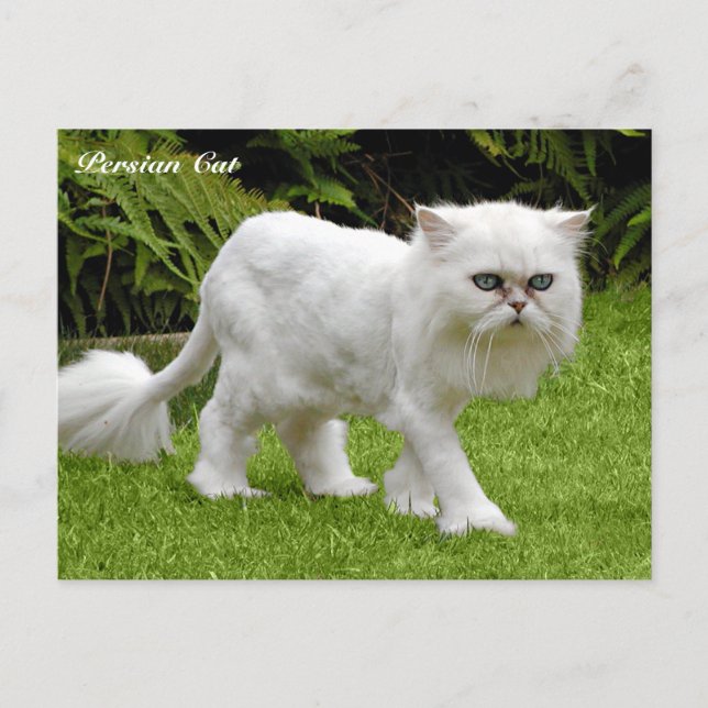 Cartão Postal Gato Persa Branco Humoroso (Frente)