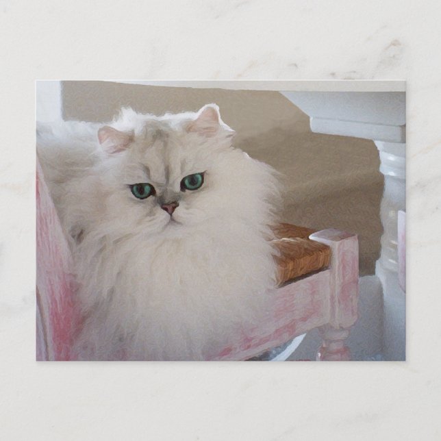 Cartão Postal Gato Persa Branco numa Cadeira Rosa (Frente)