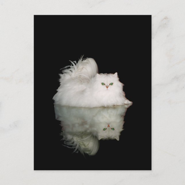 Cartão Postal Gato Persa com Olhos Verdes Jade (Frente)