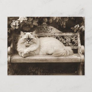 Cartão Postal Gato Persa em um Banco de Jardim