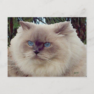 Cartão Postal Gato Persa Himalaio