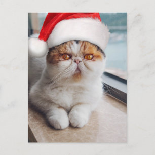 Cartão Postal Gato persa maravilhoso com chapéu do Papai Noel