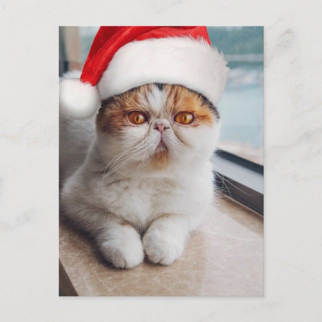 Cartão Postal Gato persa maravilhoso com chapéu do Papai Noel (Frente)