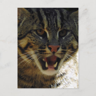 Cartão Postal Gato Pescador