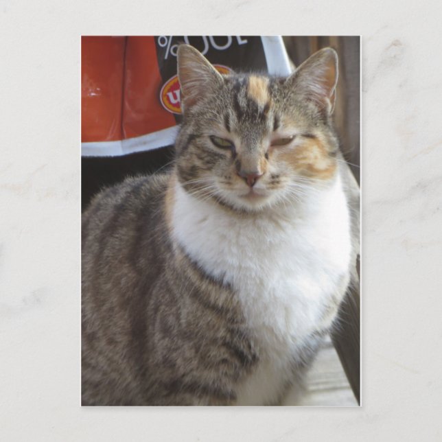 Cartão Postal Gato Piscando (Frente)