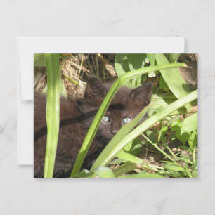 Cartão Postal Gato preto