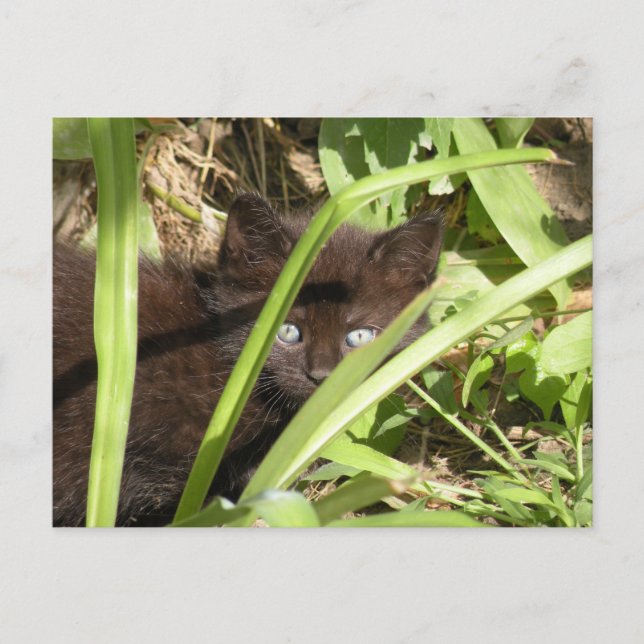 Cartão Postal Gato preto (Frente)