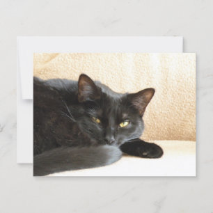 Cartão Postal Gato preto