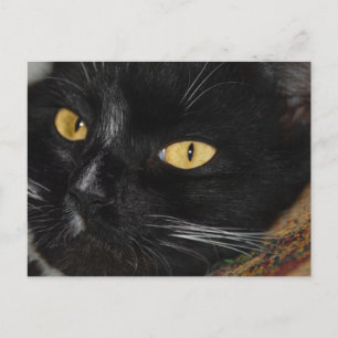 Cartão Postal Gato preto