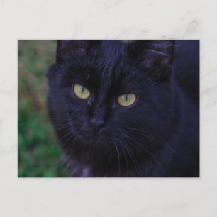 Cartão Postal Gato Preto Cachorro Gato Gatinho Amarelo