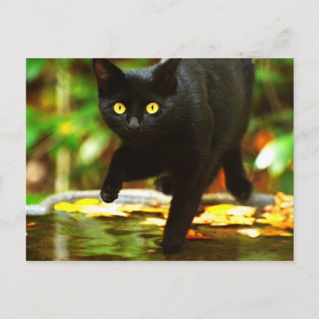 Cartão Postal Gato Preto Com Olhos Amarelos Marcantes (Frente)