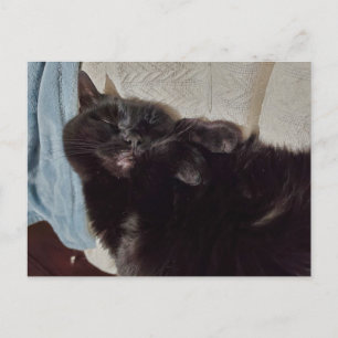Cartão Postal Gato Preto de Nápoles