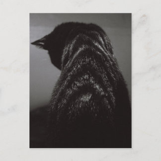 Cartão Postal Gato Preto e Branco