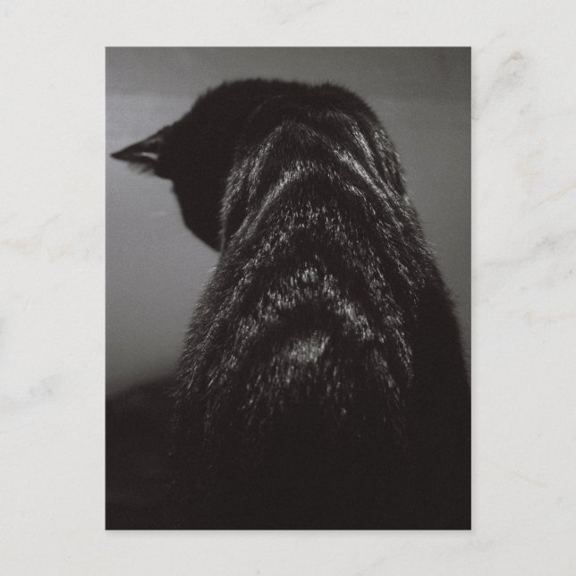 Cartão Postal Gato Preto e Branco (Frente)