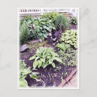 Cartão Postal Gato Preto-e-Branco