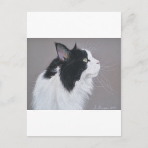 Cartão Postal Gato preto e branco do Maine Coon.
