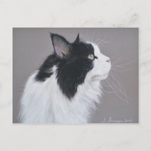 Cartão Postal Gato preto e branco do Maine Coon.