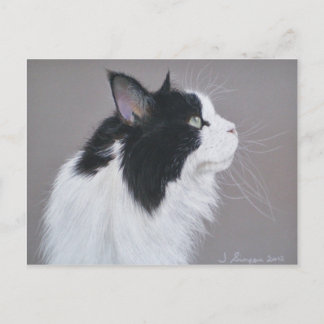 Cartão Postal Gato preto e branco do Maine Coon.