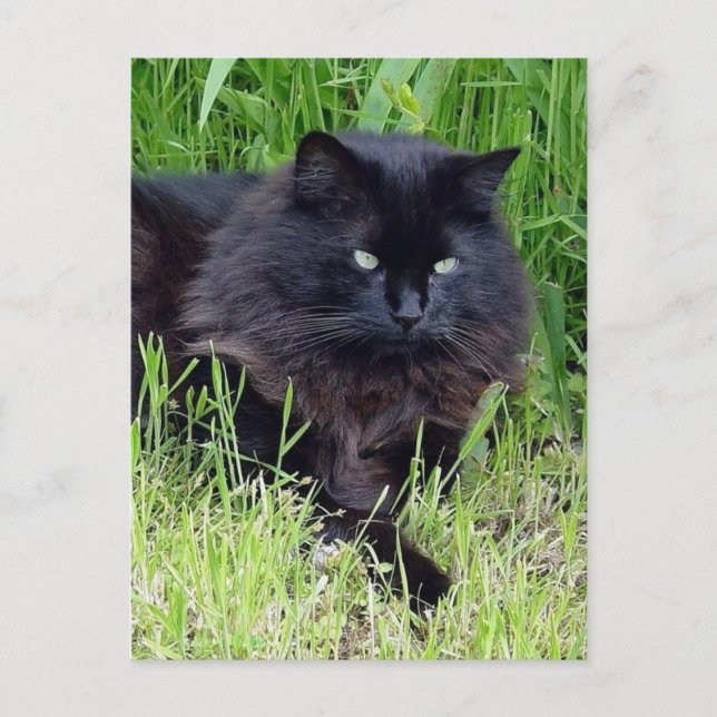 Cartão Postal Gato preto lisonja cabelo comprido felino (Frente)