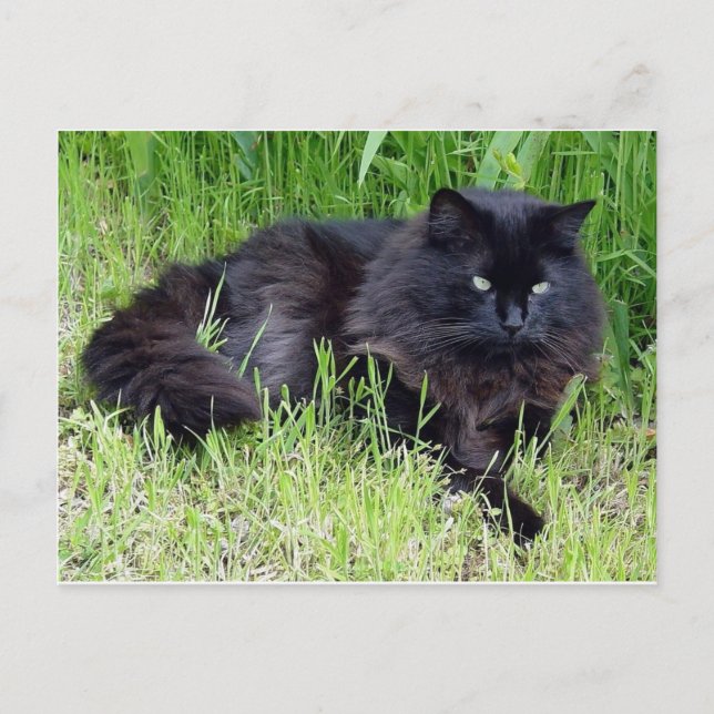 Cartão Postal Gato preto lisonja cabelo comprido felino (Frente)