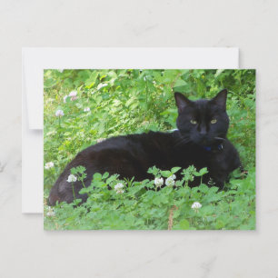 Cartão Postal Gato Preto Mentindo em Pentes de Gato de Vestido