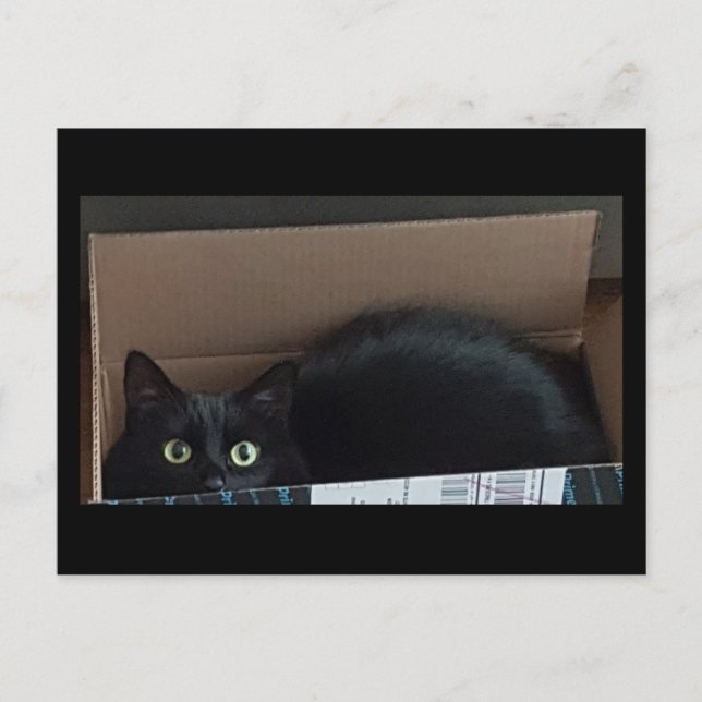Cartão Postal Gato preto numa caixa (Frente)