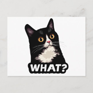 Cartão Postal Gato Preto O quê?