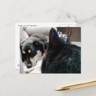 Cartão Postal Gato Preto Olha para Cachorro Adormecido