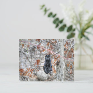 Cartão Postal Gato Preto Sentado ao Ar Livre
