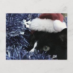 Cartão Postal Gato pronto para saltar atrás de tonel azul, tonal