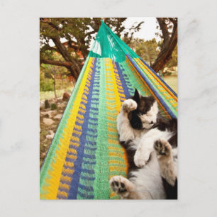 Cartão Postal Gato que encontra-se no hammock mexicano maia