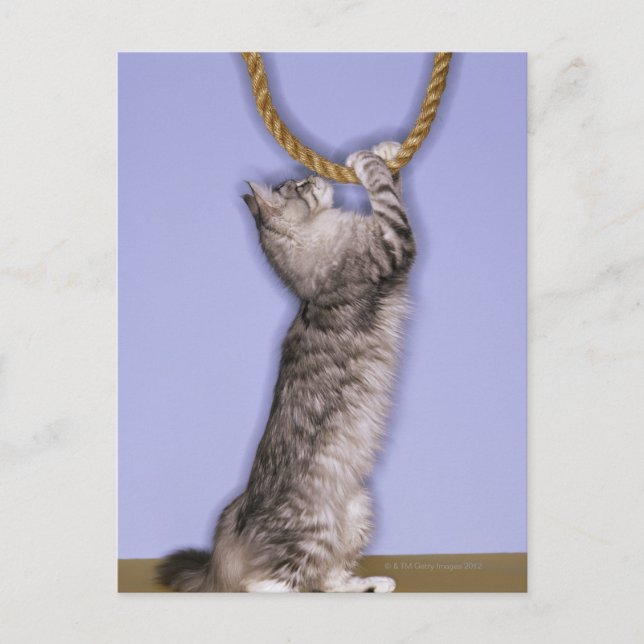 Cartão Postal Gato que procura corda (Frente)