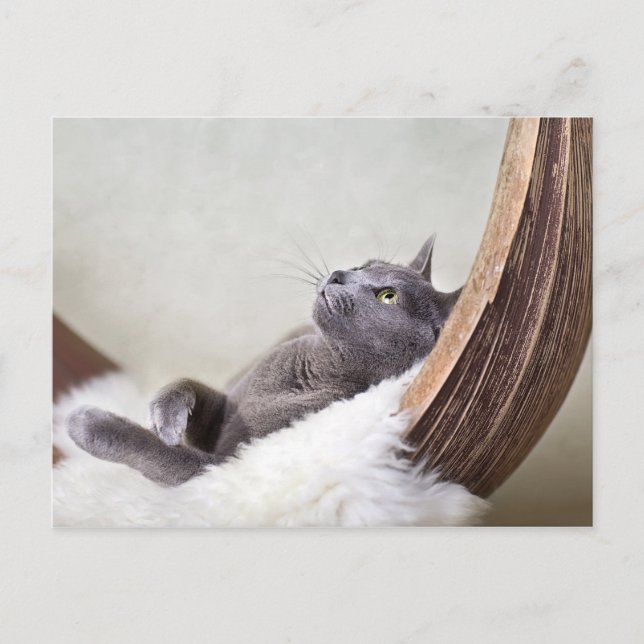 Cartão Postal Gato Relaxado (Frente)