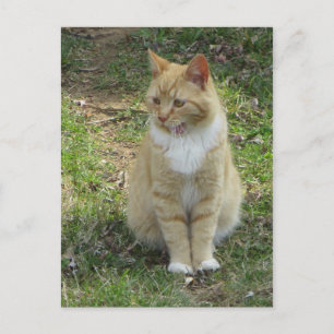 Cartão Postal Gato Rindo