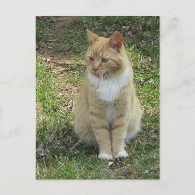 Cartão Postal Gato Rindo (Frente)